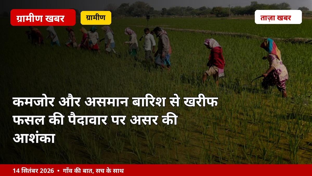 कमजोर और असमान बारिश से खरीफ फसल की पैदावार पर असर की आशंका