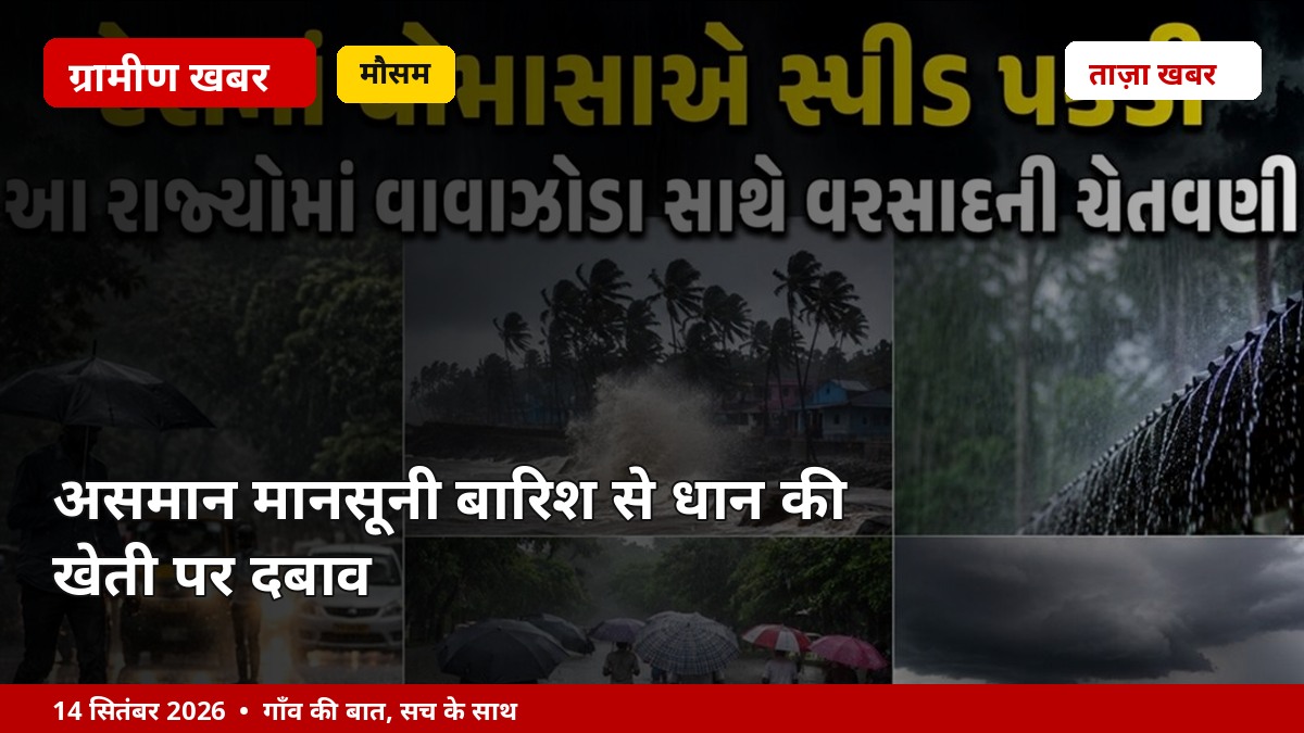 असमान मानसूनी बारिश से धान की खेती पर दबाव